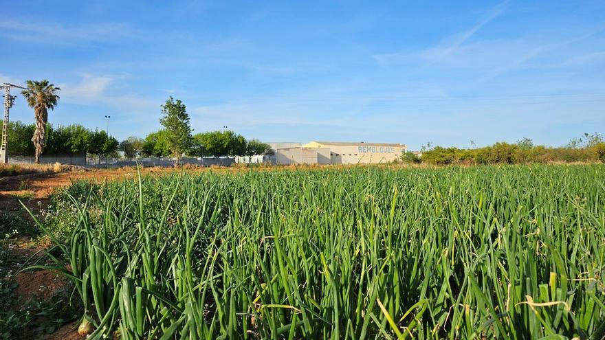 Picanya reclasifica 100.000m2 de suelo agrícola en industrial