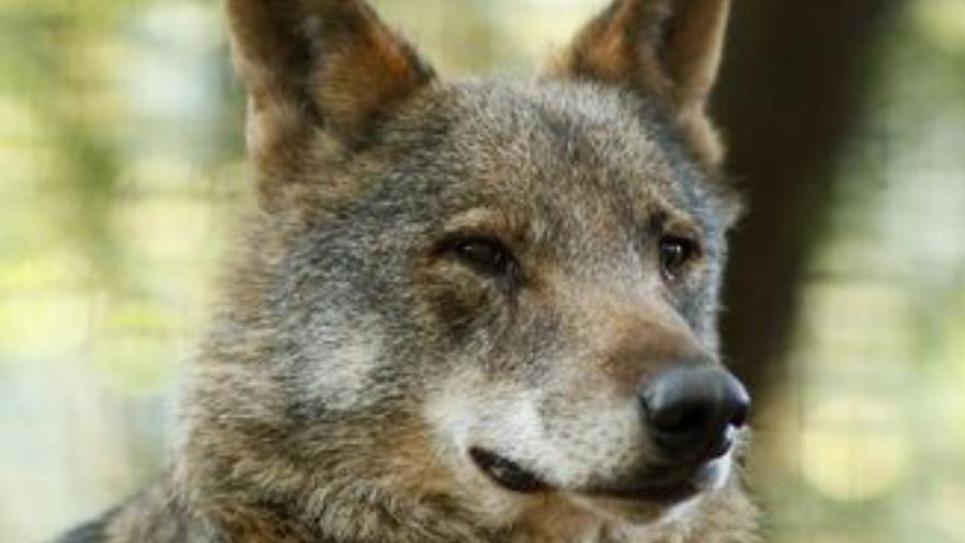 La protección del lobo causa "un repunte del furtivismo", según Medio Ambiente