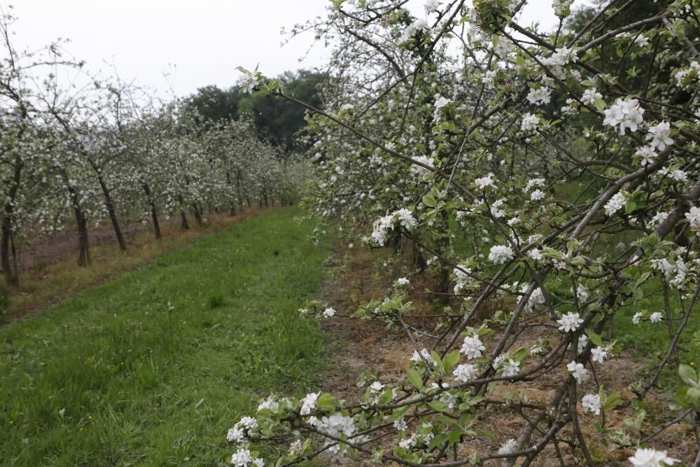 Manzanos en flor en Serín