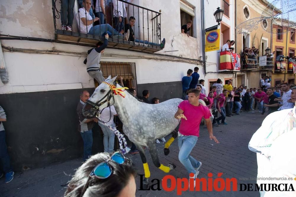 Caballo a pelo Caravaca (Desfile)