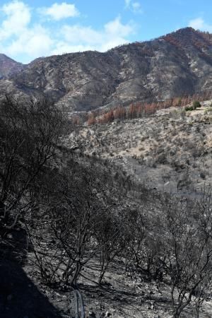 15-10-19 SUPLEMENTOS. ZONA CUMBRERA. ZONA CUMBRERA. Reportaje zonas quemadas tras dos meses. Reportaje triple entrega sobre el paisaje quemado, al cumplirse dos meses. La primera parte será Los tesosos de la Cumbre, en plan más positivo, con los brotes verdes, lugares que visitar. Un segundo con los héroes sin capa, sus protagonistas y una tercera con Lo que el fuego se llevó o Lo perdido, la parte más triste.  Fotos: Juan Castro.  | 15/10/2019 | Fotógrafo: Juan Carlos Castro