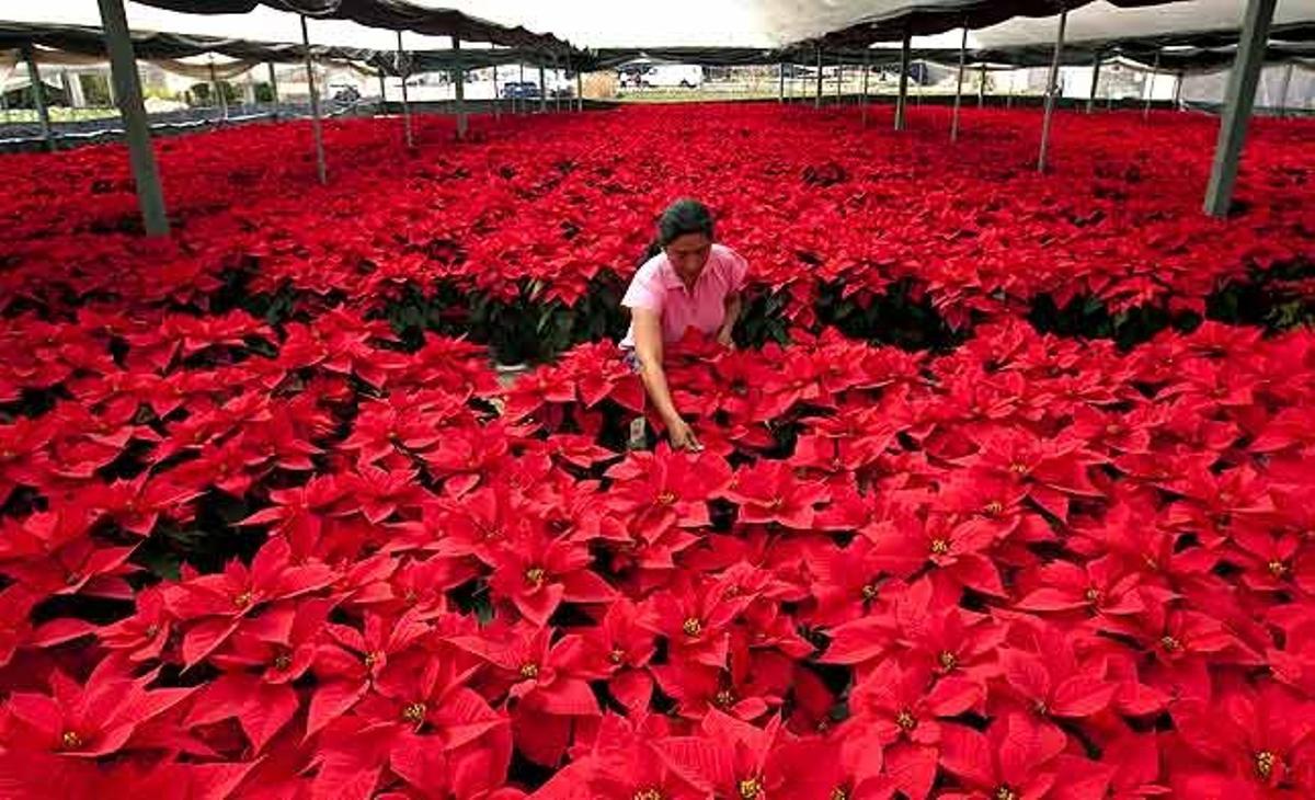 Una treballadora cuida les de flors de Pasqua d’un hivernacle a San Lorenzo Tlacopetepec (Mèxic). La planta és nativa de Mèxic i s’utilitza per Nadal com a element decoratiu.