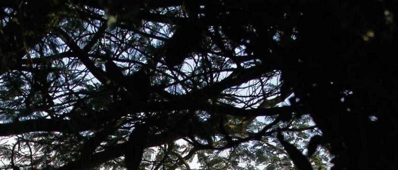 Gonzalo Moure, en el jardín de su casa de Figueras (Castropol).