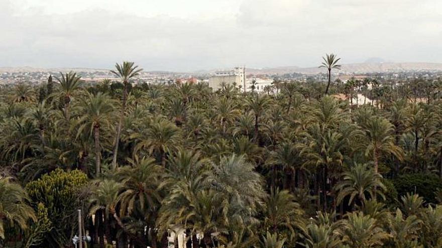 Imagen de parte del Palmeral del centro de Elche visto desde el Palacio de Altamira