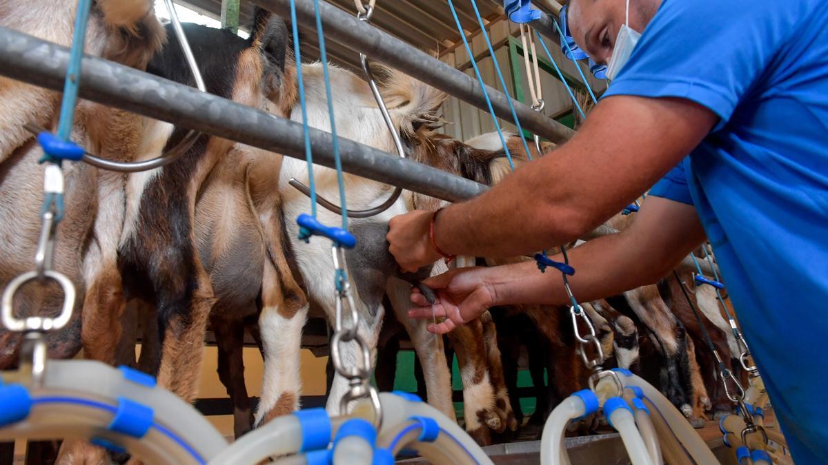 Ordeño de cabras en Quesería La Gloria, en Gran Canaria.