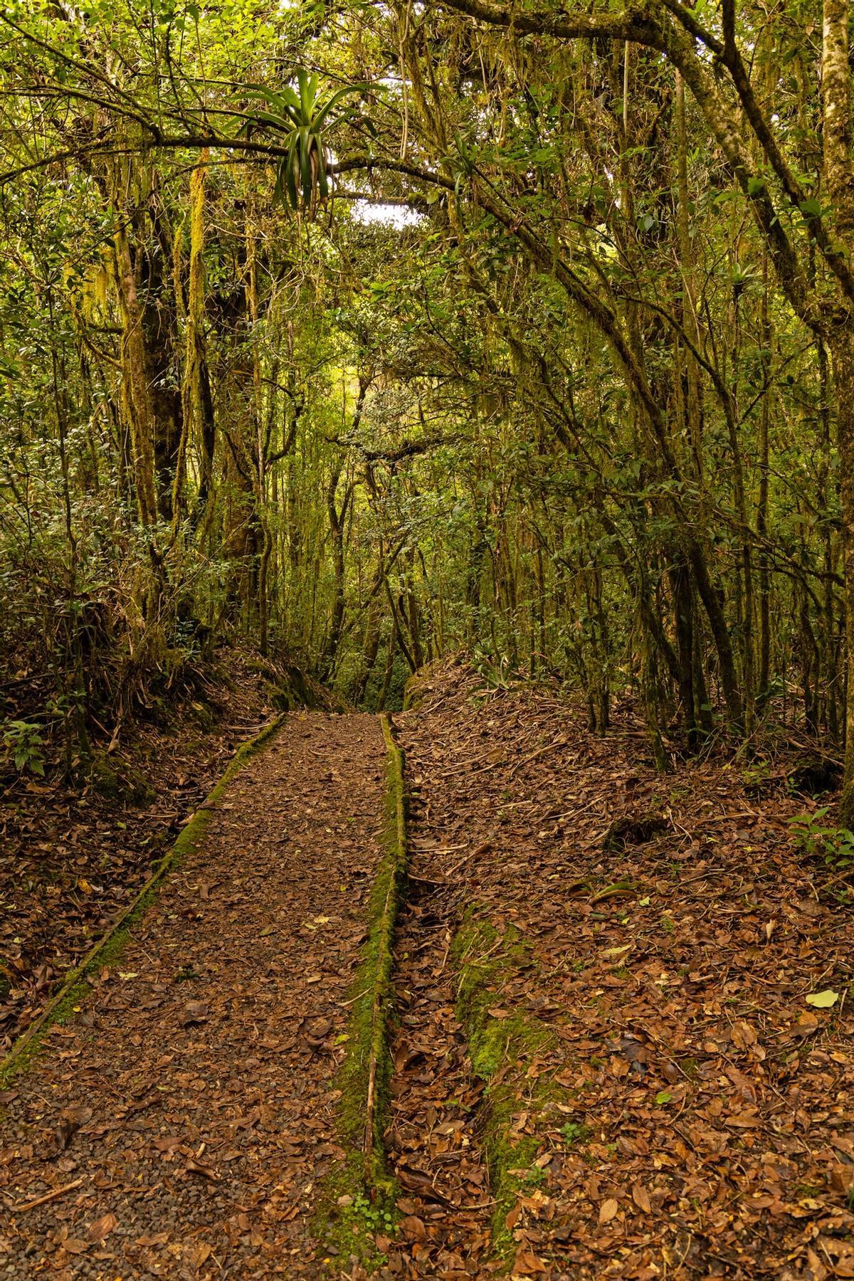 Parque Nacional de Braulio Carillo, en Costa Rica