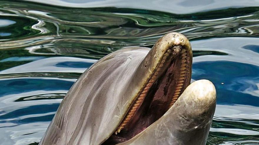 De ballenas con patas y pelo a delfines que se masturban