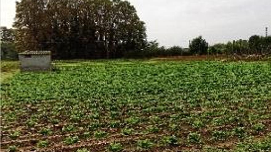 La zona de les hortes de Salt on s&#039;actuarà.