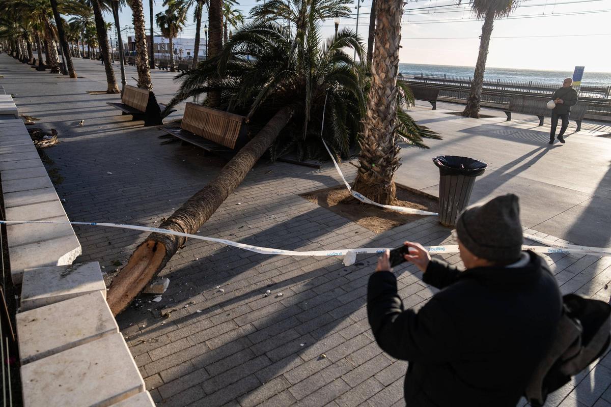 Consecuencias del temporal de viento en Badalona, el pasado jueves 12 de febrero