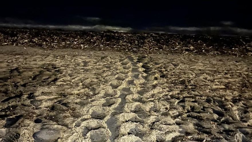La tortuga Diana vuelve a salir a la playa de la Marineta de Dénia pero no pone huevos