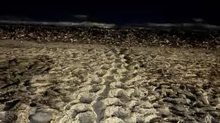 La tortuga Diana vuelve a salir a la playa de la Marineta de Dénia pero no pone huevos