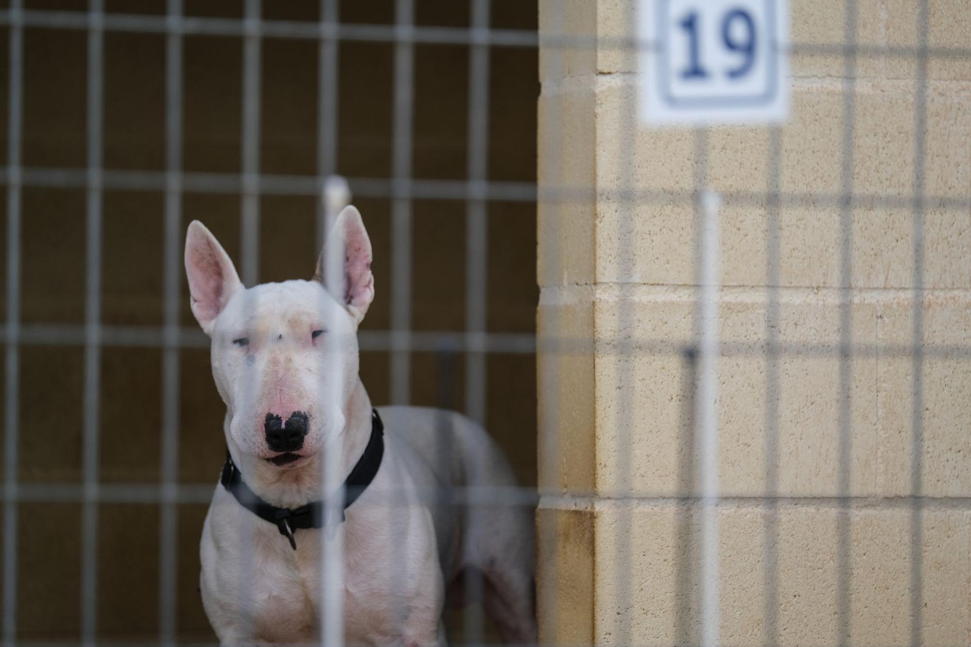 La Protectora de Animales de Málaga, a finales de octubre