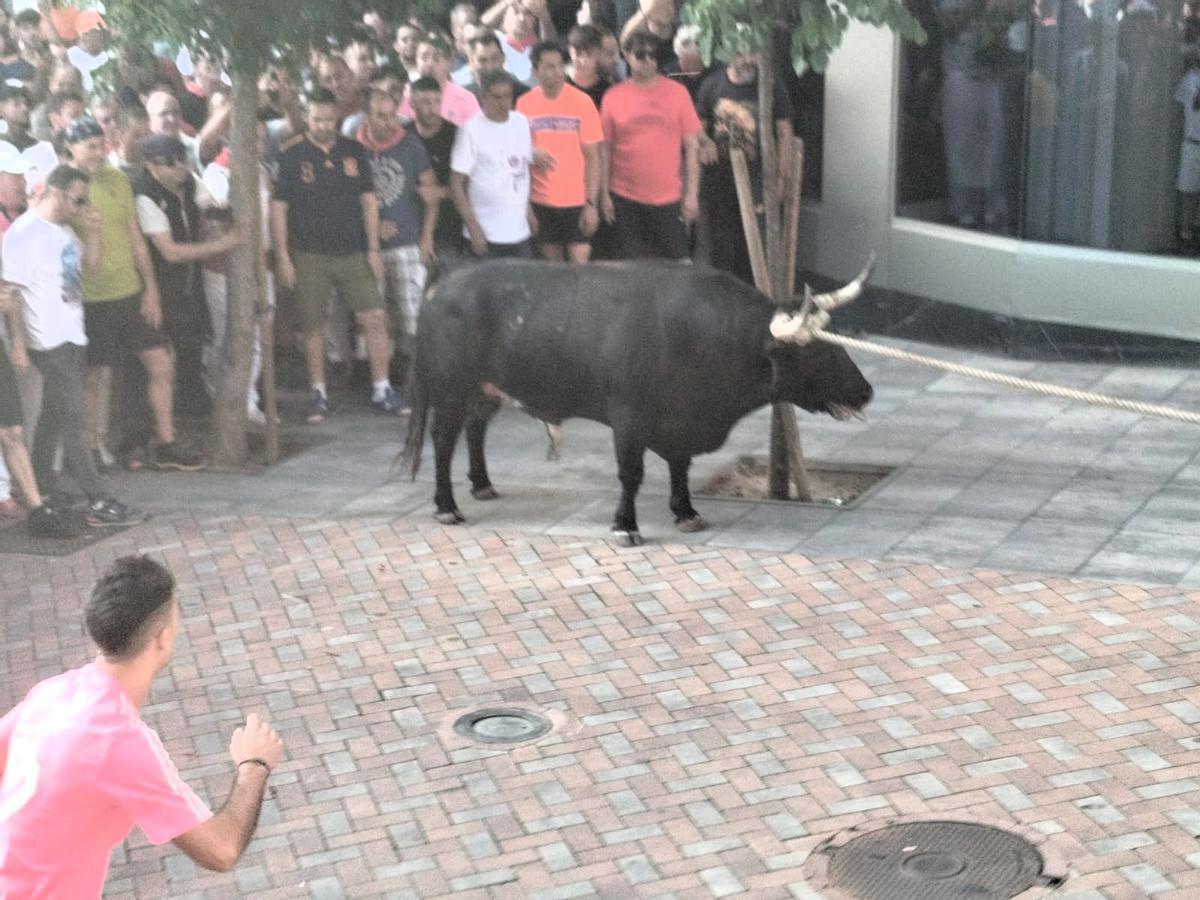 Así fue el recorrido del Toro Enmaromado Glorificado, por las calles de Benavente Así fue el recorrido del Toro Enmaromado Glorificado, por las calles de Benavente