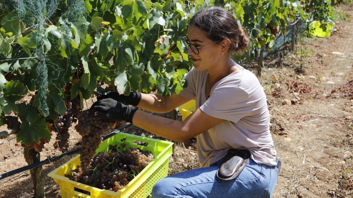 Xisca Armero leitet die Weinlese bei Es Fangar in der Gegend von Felanitx. In diesem Jahr haben sie damit erstaunlich früh angefangen.