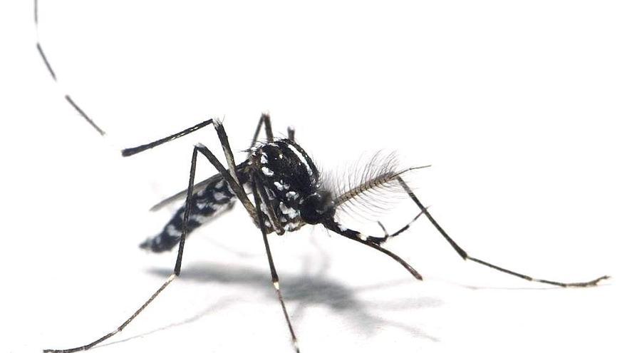 El mosquito tigre es, por primera vez, el principal insecto picador del Mediterráneo