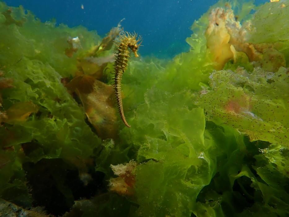 La vida submarina en A Coruña tras la cuarentena
