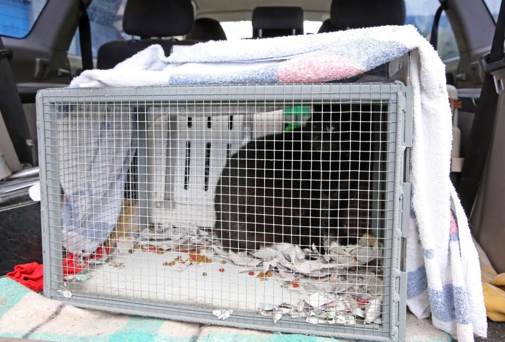 Los animalistas acudieron a rescatar a los gatos antes de que comenzasen las obras de derribo