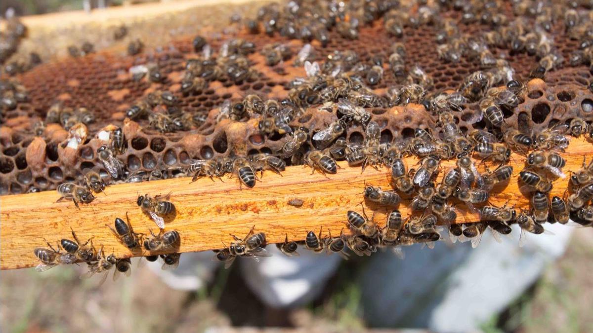 Una imatge de les abelles al rusc