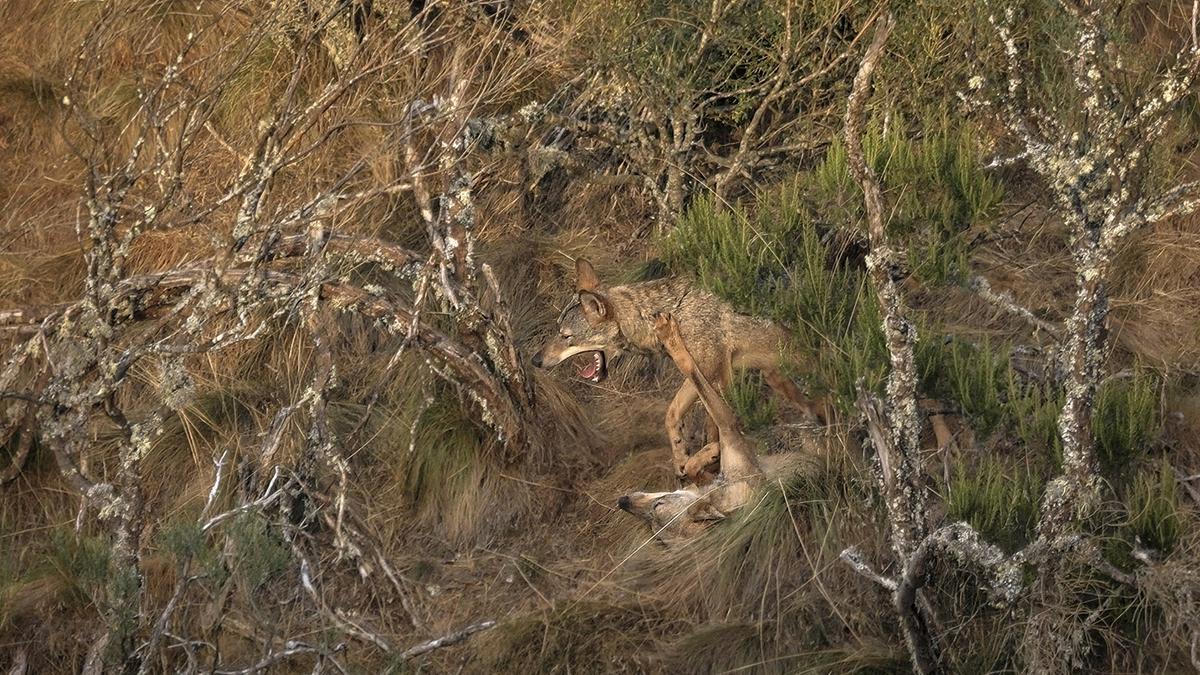Imagen de un lobo del largometraje dirigido por Andoni Canela.