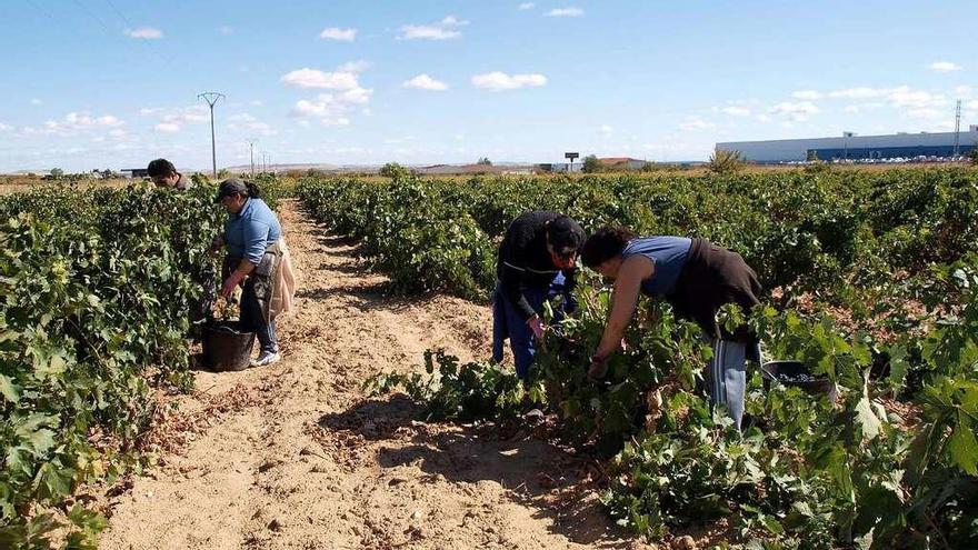 Jornaleros recolectan uva en una parcela cultivada de viñedo en la Denominación de Origen.