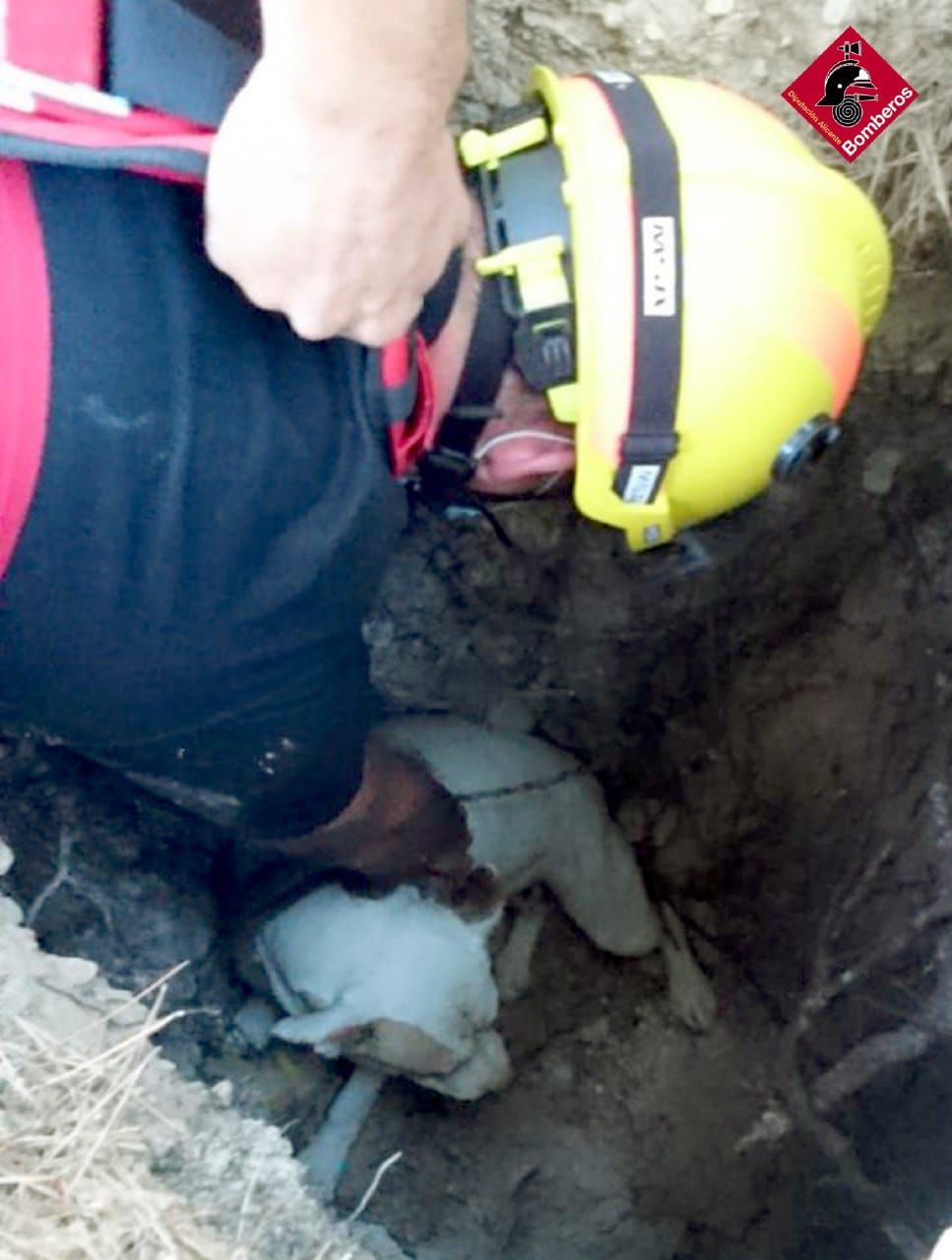 Un bombero trata de rescatar al perro dentro de la oquedad de dos metros de profundad en la que había caído.