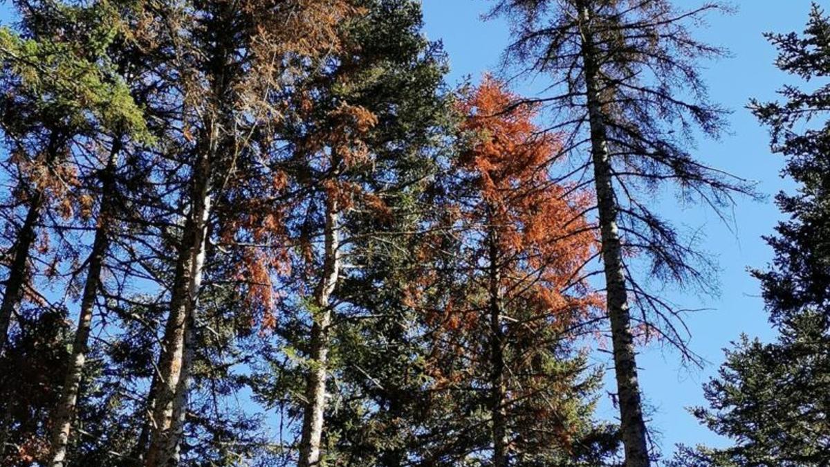 Un dels boscos afectats per una plaga de fongs