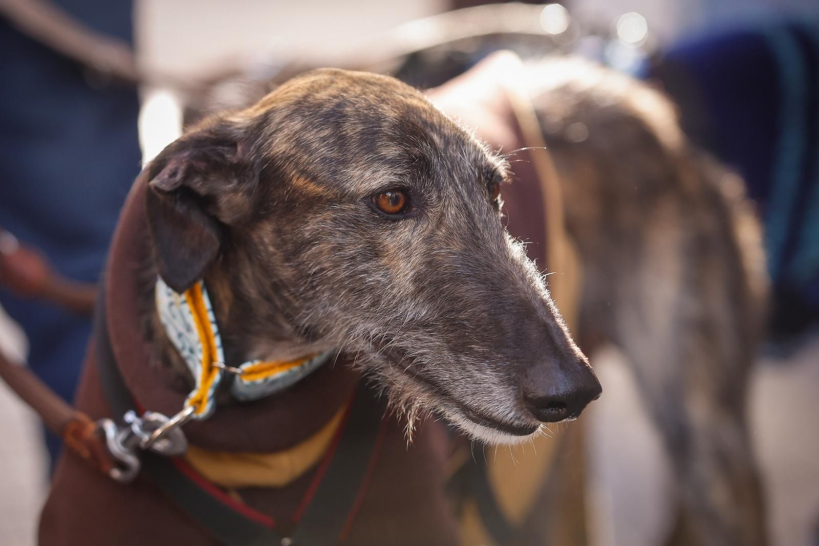 Un paseo con perros para fomentar la adopción