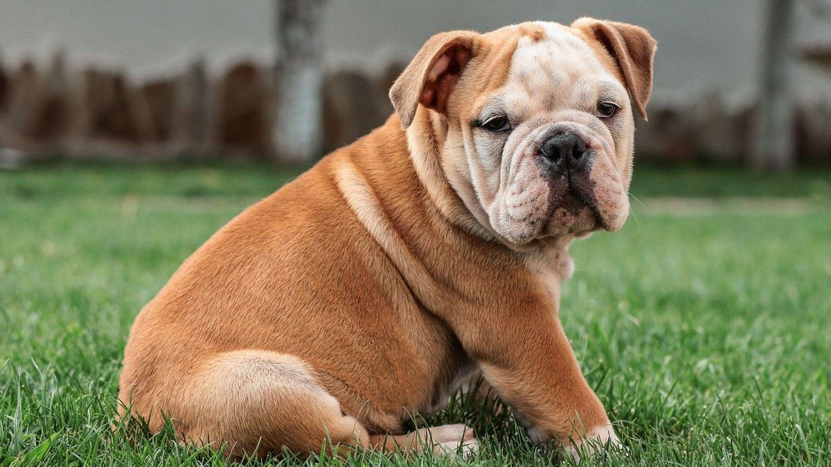Bulldog inglés.