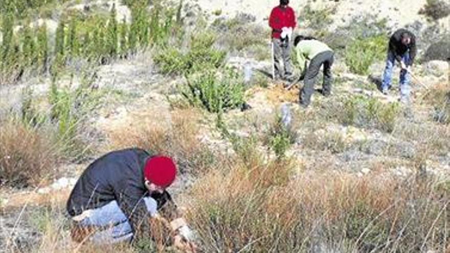 Estudiantes reforestan zonas de l’Alcalaten