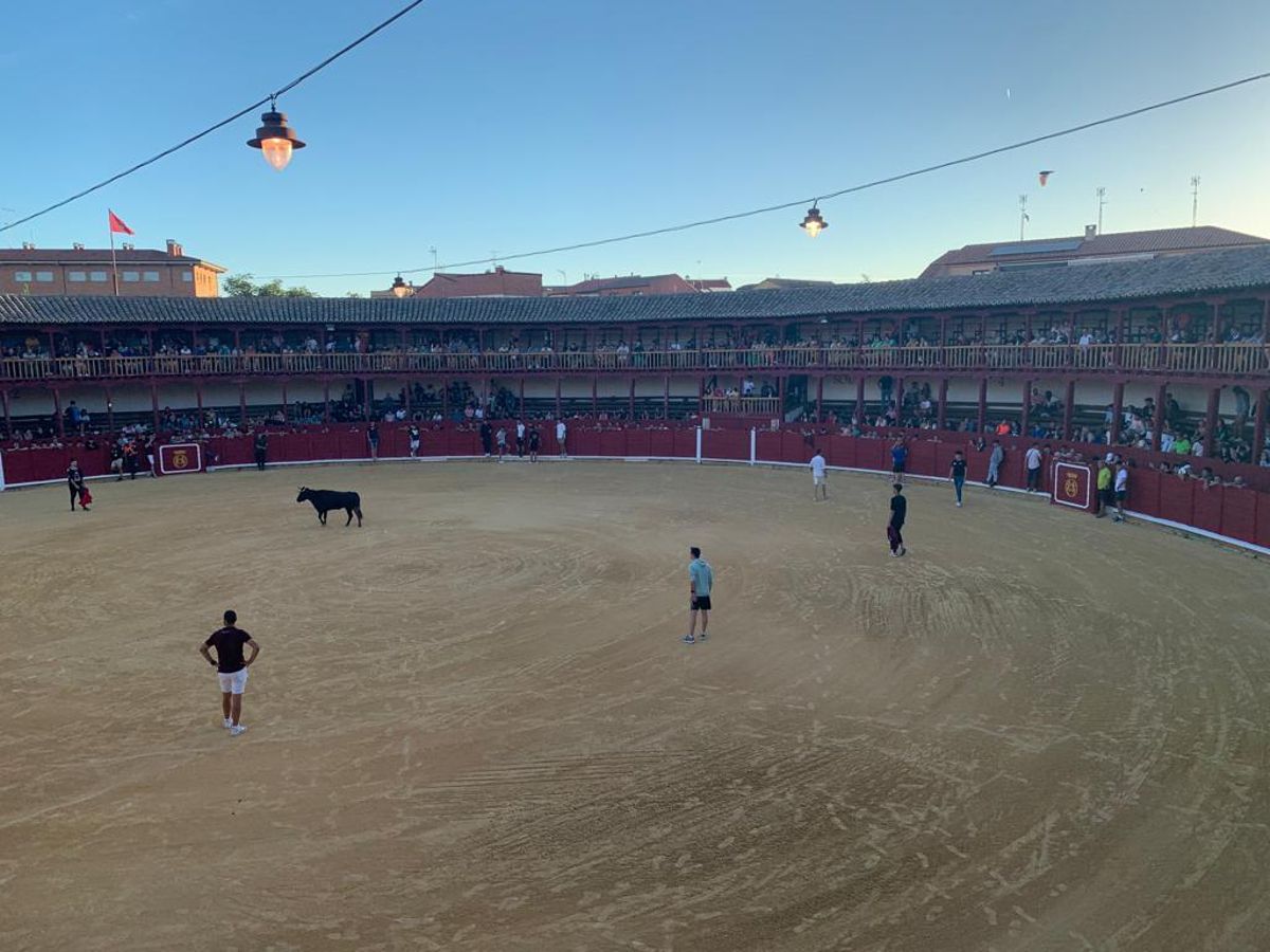 Vaquillas en la plaza de toros de Toro