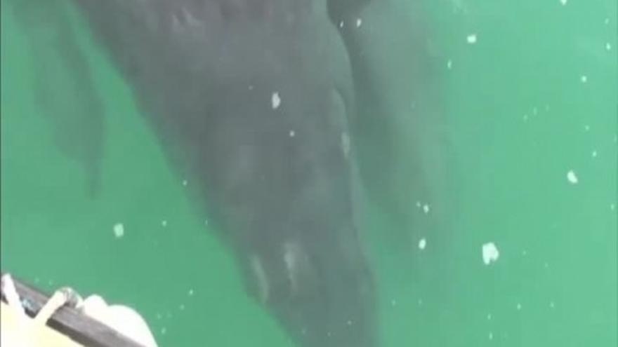Crías de ballena siamesas en México