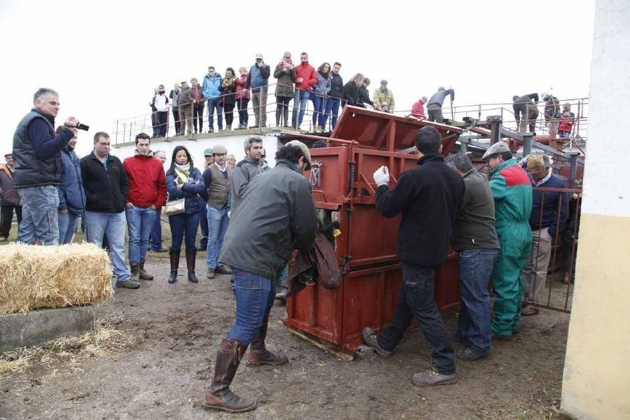 Herradero en Fuentelapeña