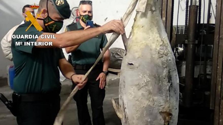 Intervienen más de 2.000 kilos de pescado ilegal en en Gran Canaria