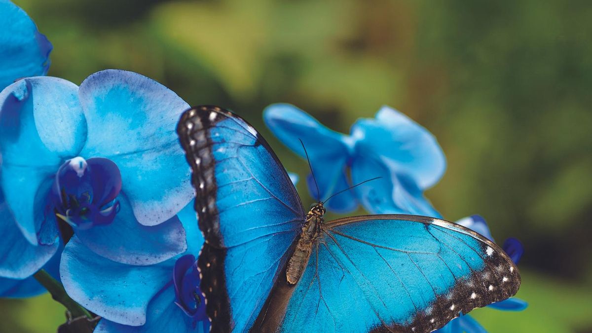 Mariposario de Benalmádena: un paraíso tropical donde los colores vuelan