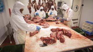 Comer jabalí para frenar la plaga: el Govern llama a consumir su carne en casas y restaurantes