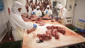 Menjar senglar per frenar la plaga: el Govern insta a consumir la seva carn a casa i els restaurants