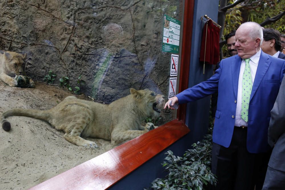 Delia Padrón Inauguración del Lion's Kingdom, la exhibición de los leones africanos, en Loro Parque