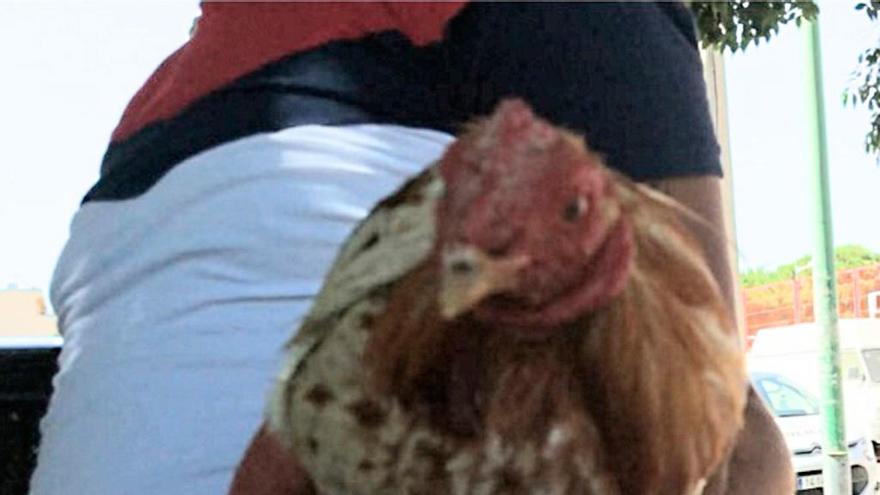 Condenados por la muerte de un gallo tras ser utilizado en una riña en Son Banya