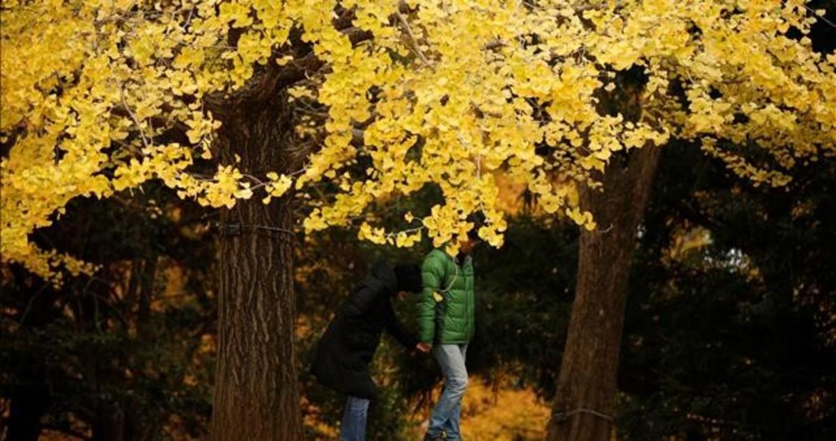 zentauroepp41042839 visitors stroll under yellow ginkgo leaves at a park in toky171129181058