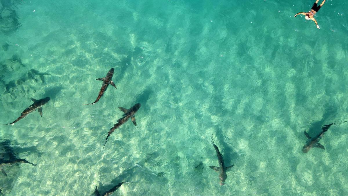 Decenas de tiburones frente a la costa del norte de Israel, donde las aguas del Mediterráneo son más cálidas. El fenómeno atrae a la gente por una rara oportunidad de examinar de cerca al animal salvaje.