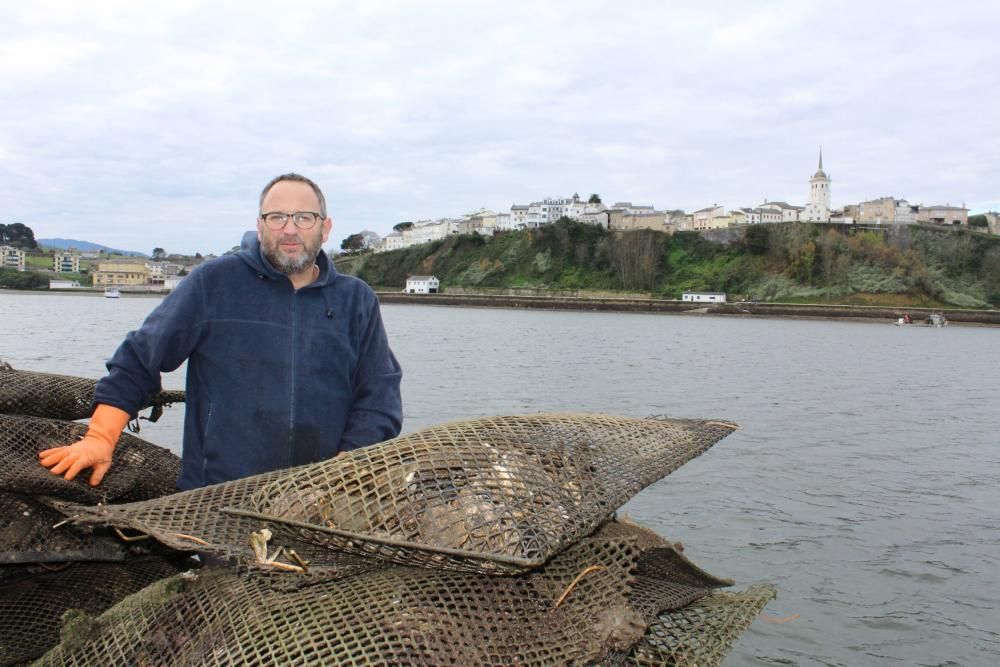 Ostras en la ría del Eo