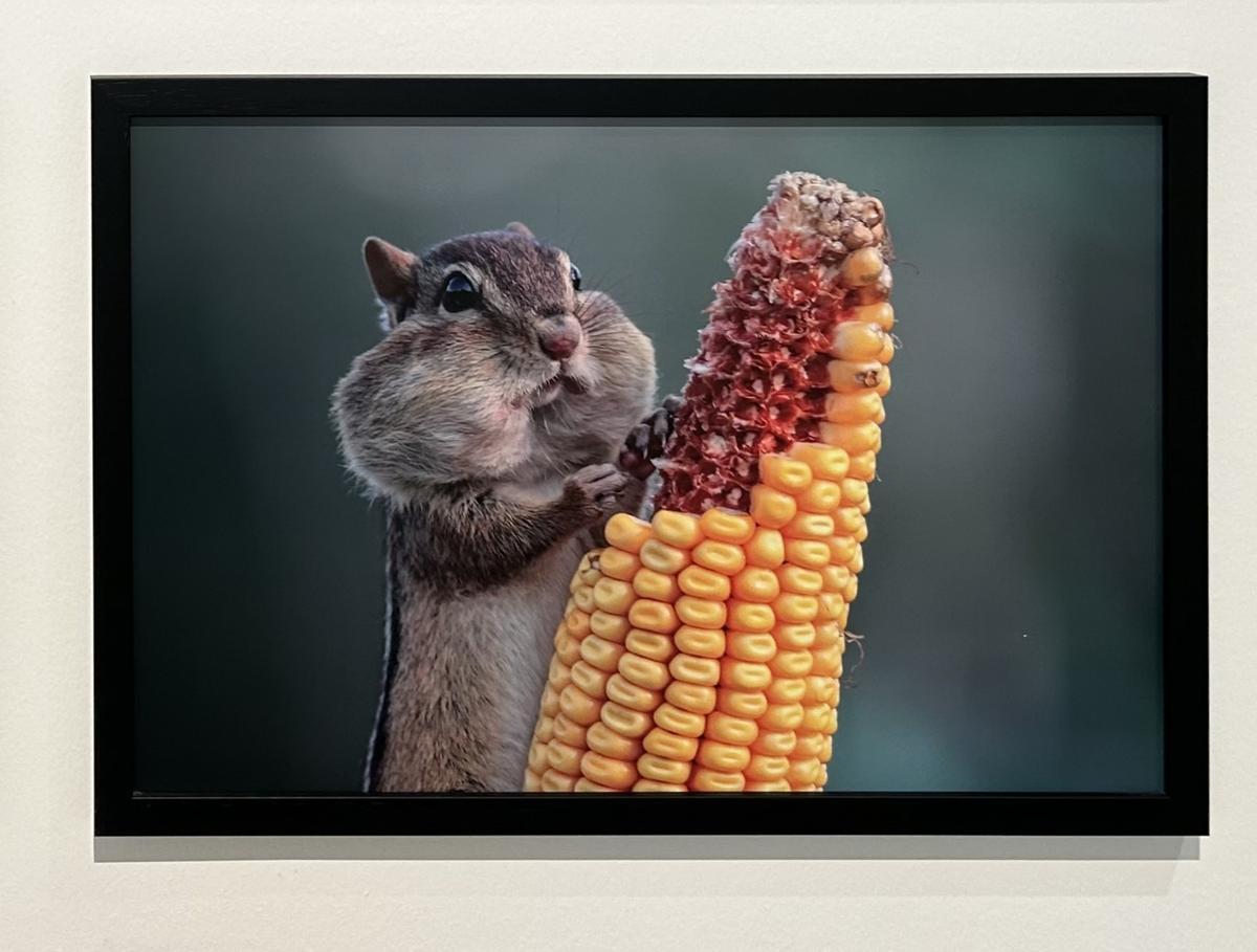 La sede de Afundación de A Coruña expone más de 70 fotografías que muestran diferentes especies de animales con una mirada cómica La sede de Afundación de A Coruña expone más de 70 fotografías que muestran diferentes especies de animales con una mirada cómica