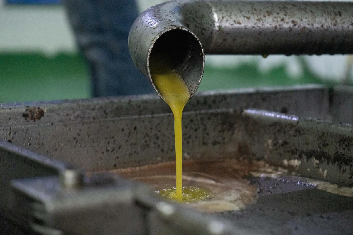 Aceite de Fermoselle elaborado en la almazara