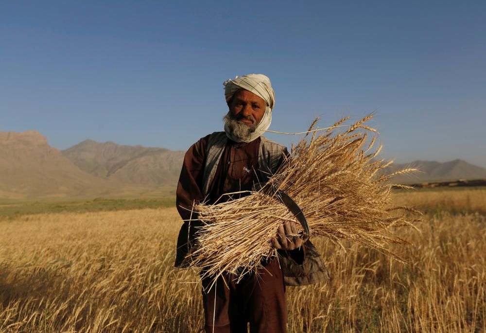 Un anciano recolecta trigo en las afueras de Kabul, en Afganistán.