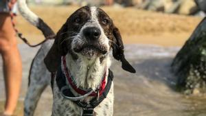 Rudolf, uno de los perros que busca familia este verano