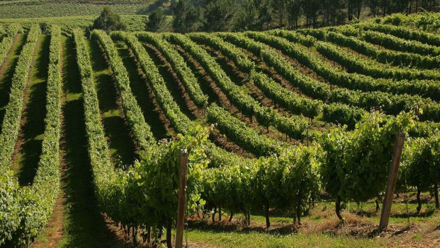 Viñedos de Terras Gauda en O Rosal. // E. G.