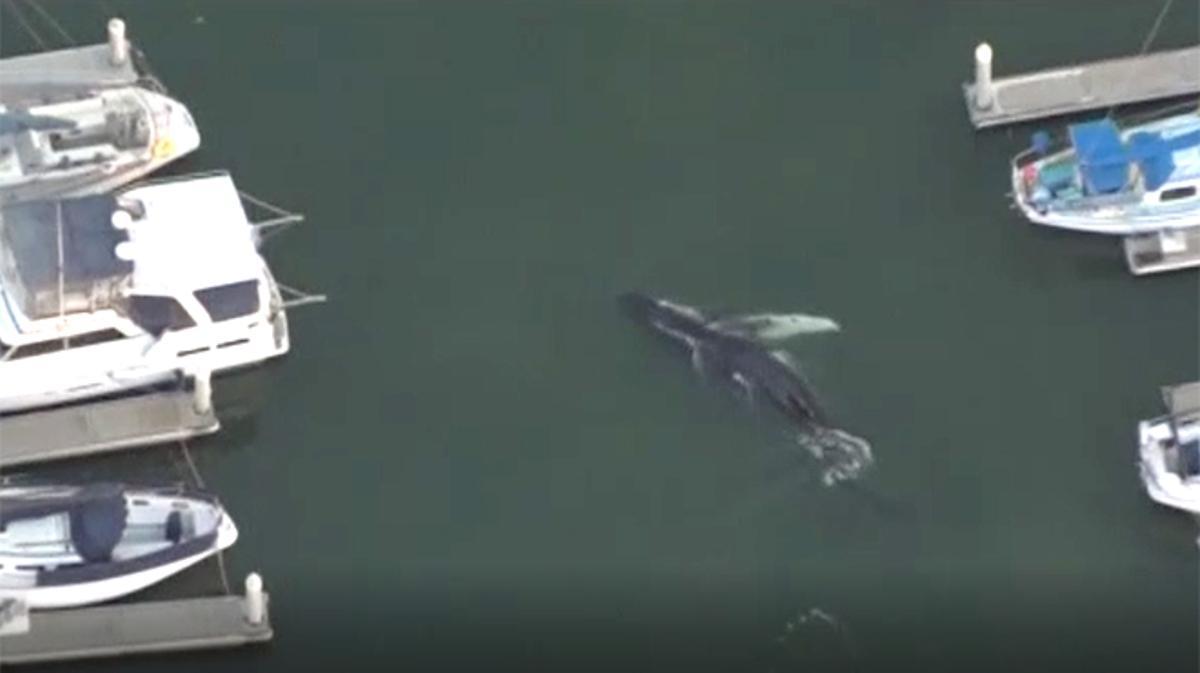 Una ballena jorobada nada entre los barcos en el puerto de Ventura, California.