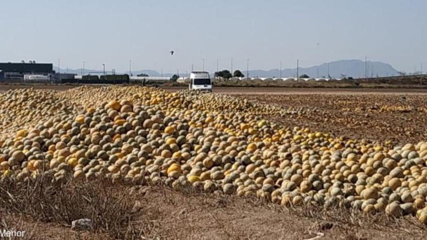Los melones se amontonan en el Campo de Cartagena y servirán como alimento para el ganado o triturados.