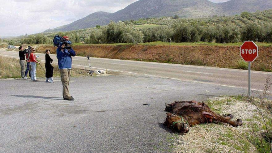 Imagen de archivo de un accidente en el que un caballo resultó muerto.