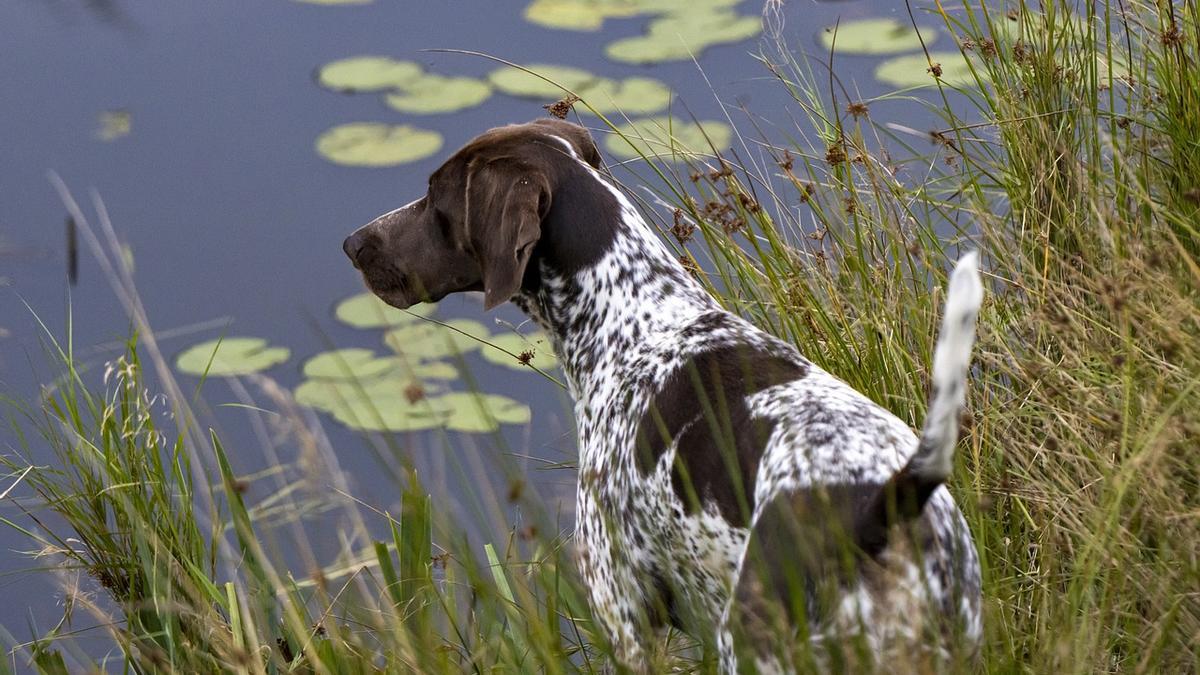 Braco Alemán: una de las mejores razas de perros de caza